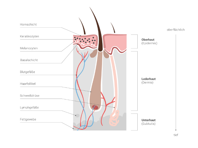 Aufbau der Haut