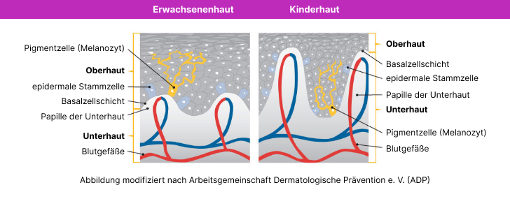 Aufbau der Haut